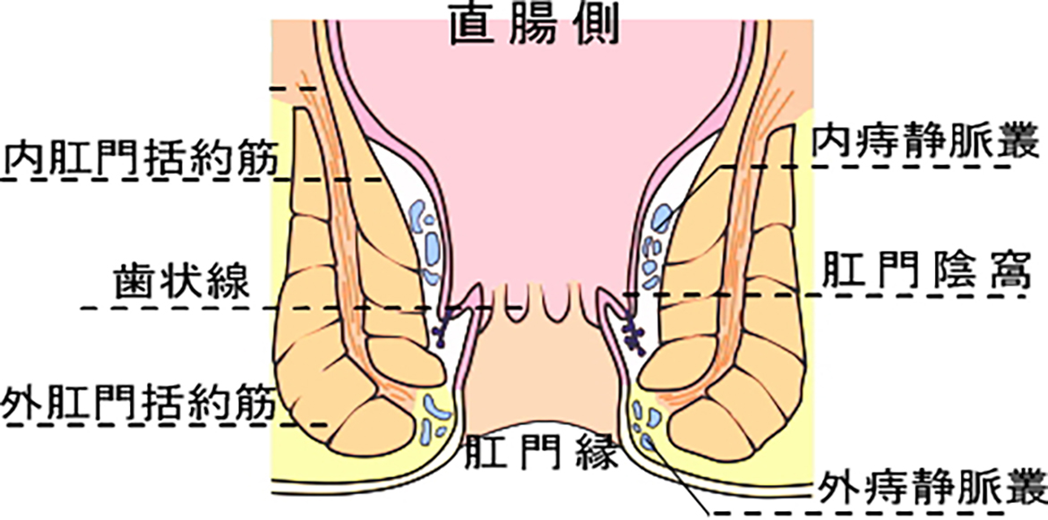 肛門の機能